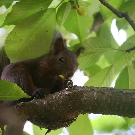 Three Bedroomed Chamonix