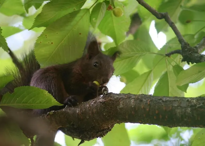 Three Bedroomed Chamonix
